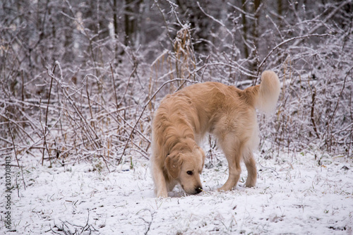 Golden Retriever dog in winter forest  snowy forest