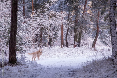 Golden Retriever dog in winter forest, snowy forest