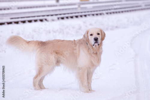 Golden Retriever dog against the backdrop of the railroad, winter