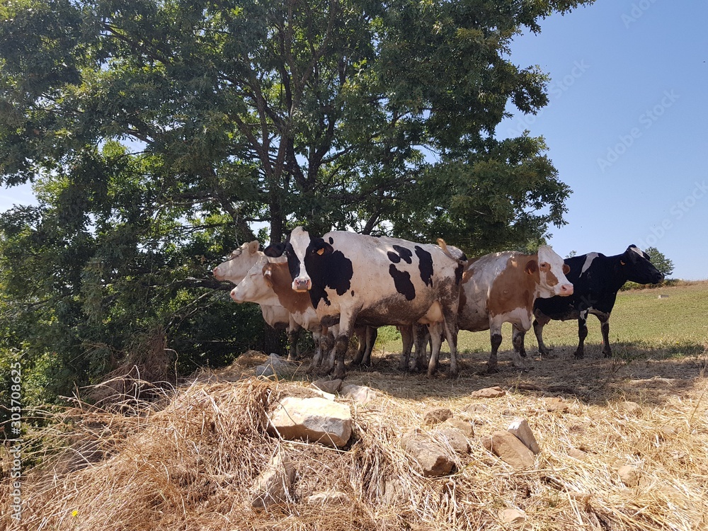 Fototapeta premium herd of cows