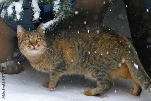 Blurry image of brown tabby cat experiencing snow for the first time and looking at snow flakes