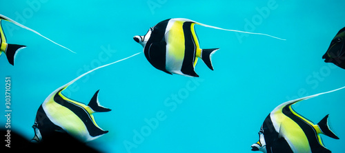 Foto Moorish Idol Fish