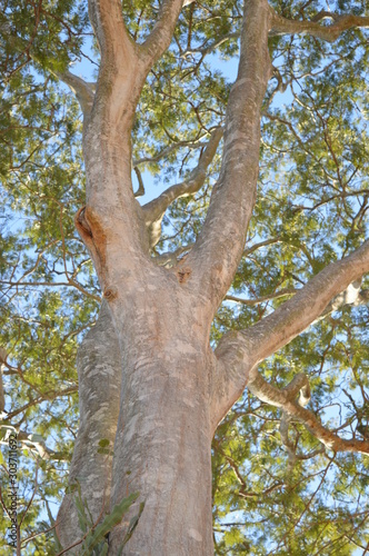 Ironwood large tree caesalpinia Brazilin