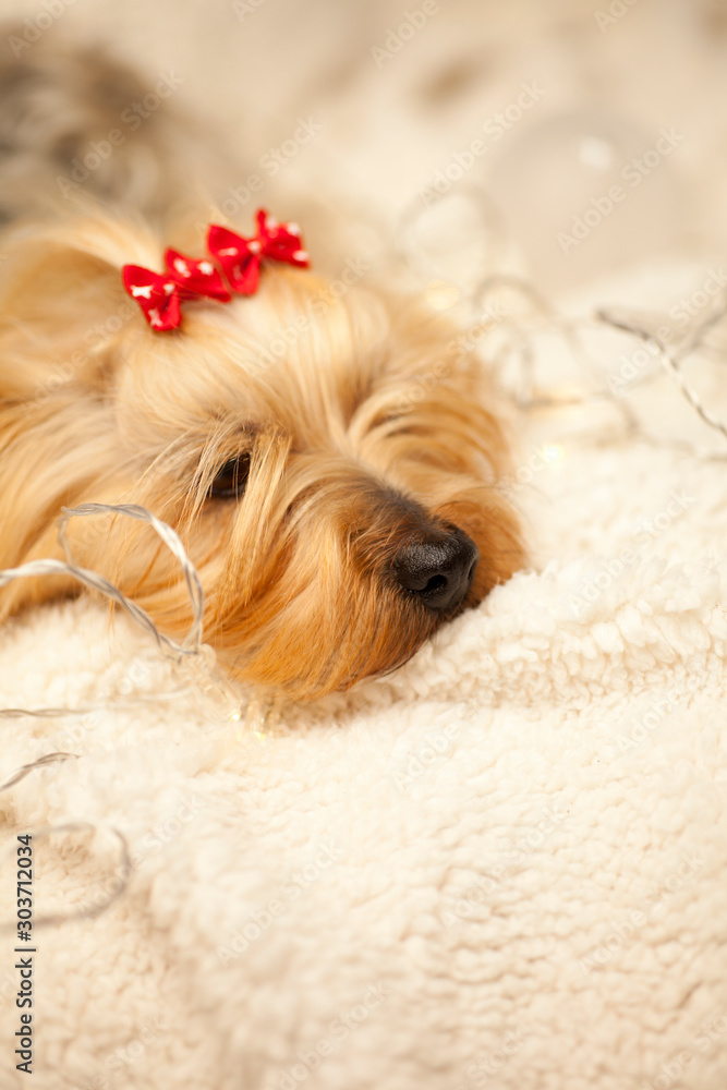 Yorkshire Terrier dog at Christmas on white cushion and red Christmas bows  on head, and soft Christmas lights and Christmas balls and toys Stock Photo  | Adobe Stock