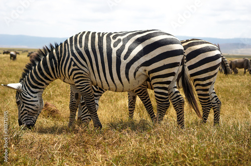 Many zebras are eating grass in the Savana grassland.