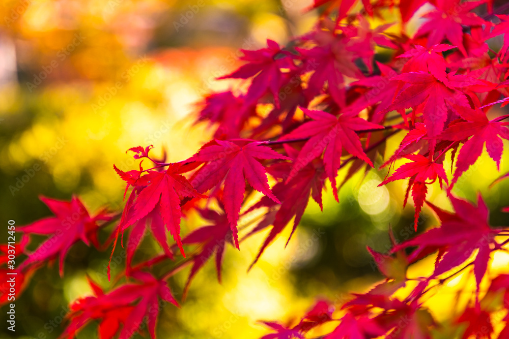Autumn maple leaves at Japanese traditional garden in Kyoto. Autumn maple leaves at Japanese traditional garden in Kyoto.