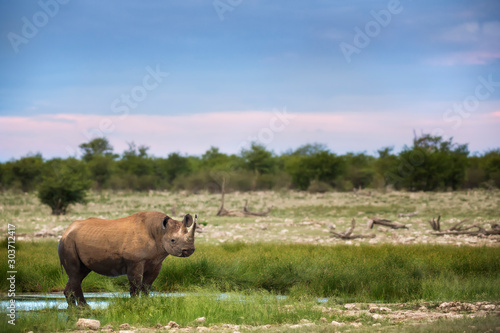 Fototapeta Naklejka Na Ścianę i Meble -  Black Rhino