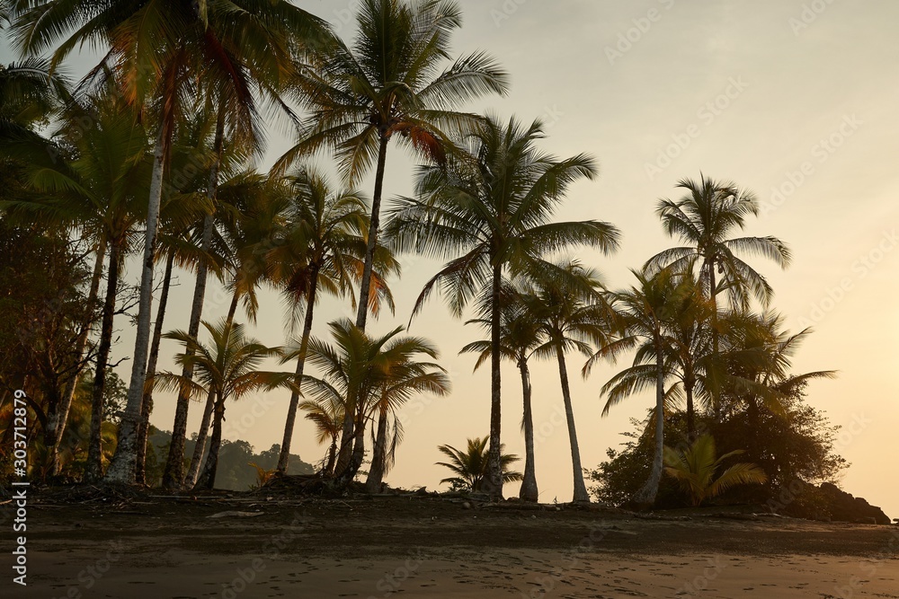 Palm trees sunset beach of the Pacific Ocean in Choco, Colombia, near Nuqui