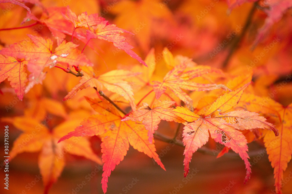 紅葉の葉 Autumn leaves 紅葉の葉 Autumn leaves
