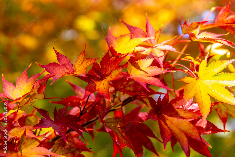 Autumn maple leaves at Japanese traditional garden in Kyoto. Autumn maple leaves at Japanese traditional garden in Kyoto.