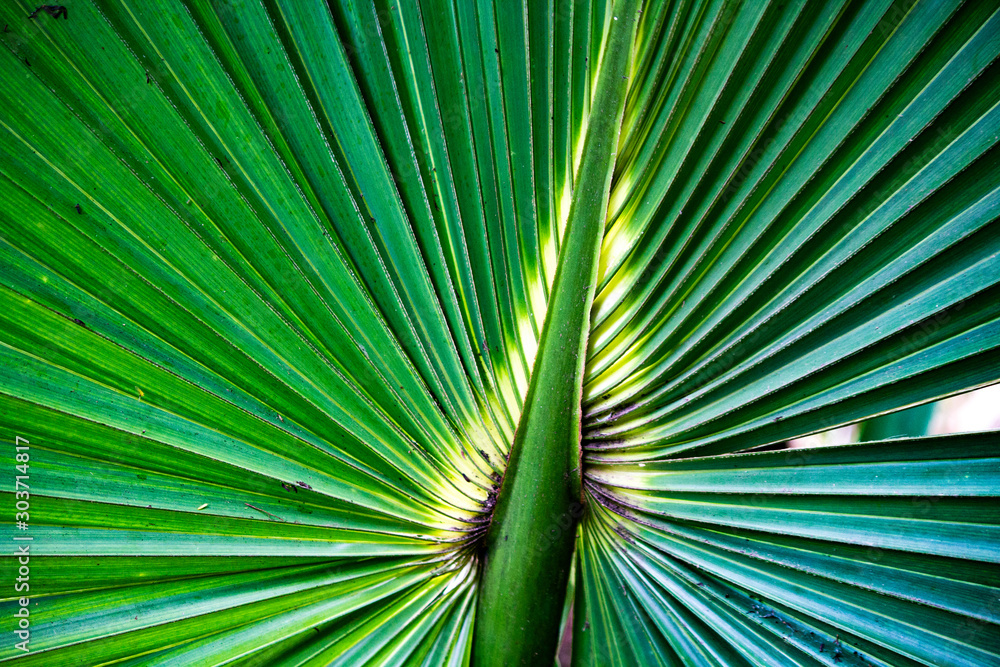 Fototapeta premium Closeup of a Fan Palm Leaf