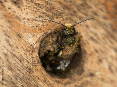 Mason Bee (Osmia lignaria) crawling out of a wood bore nest photo