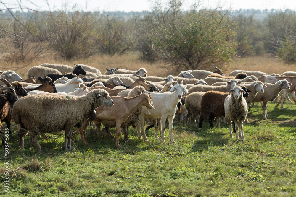 Fototapeta premium Sheep and goats graze on green grass in spring