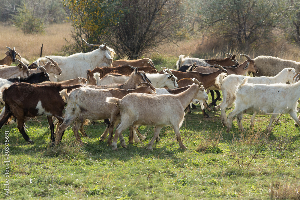 Sheep and goats graze on green grass in spring Sheep and goats graze on green grass in spring
