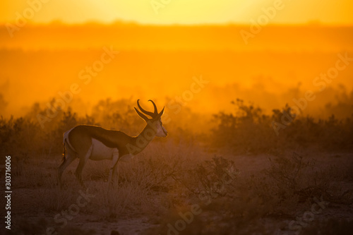Springbok at Sunset