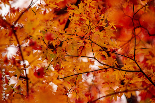 Photos Autumn leaves are beautiful.　紅葉のグラデーション