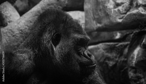 Gorilla in sad thought