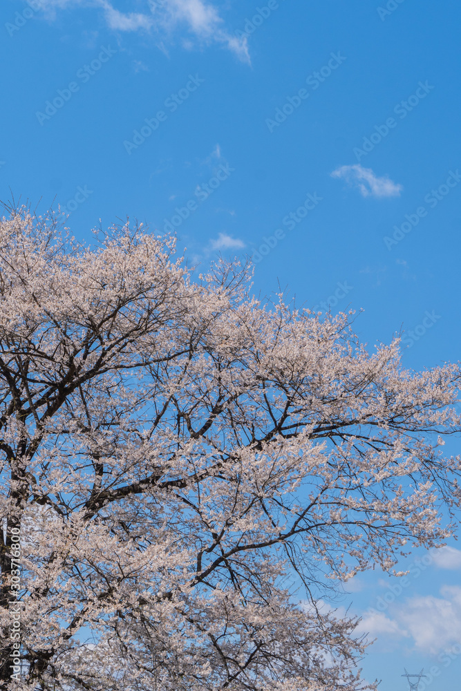 青空に満開の桜の縦長写真／Cherry Blossoms in Japan