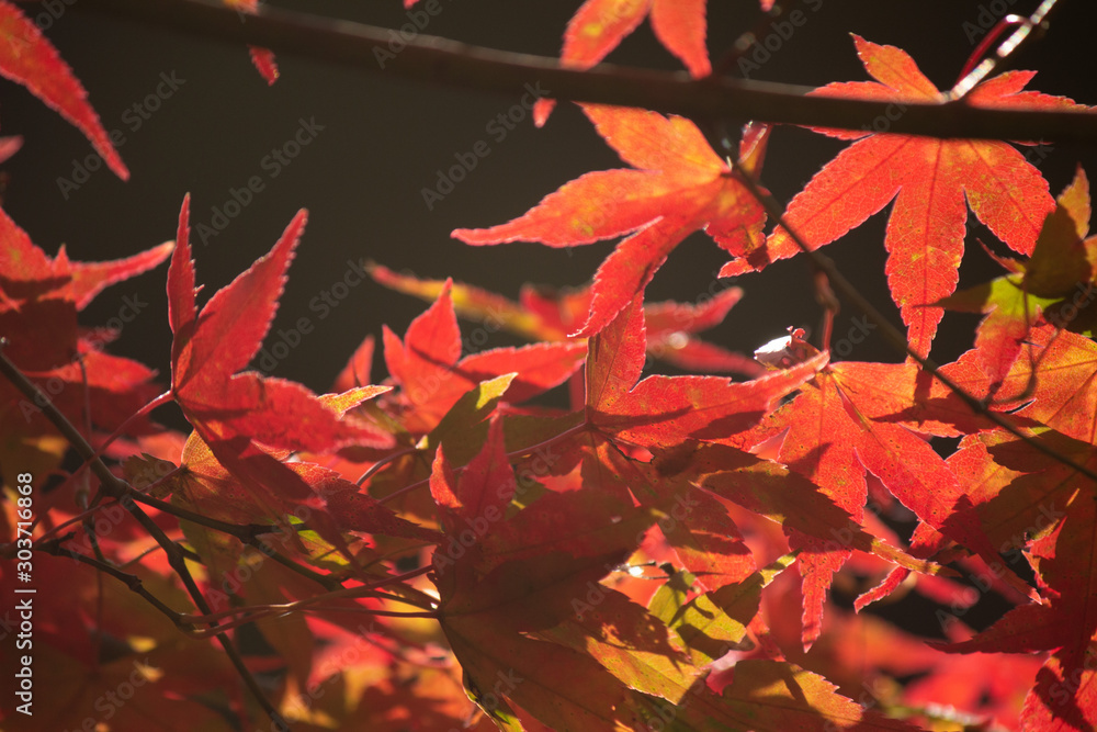 紅葉の葉　Autumn leaves