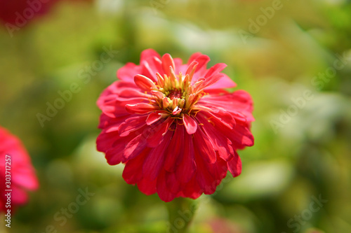 Close up of pink Zinnia elegans flower in the field. Zinnia elegans is one of the best known zinnias, the garden zinnia was bred via hybridisation from the wild form.