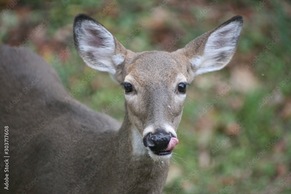 portrait of a deer portrait of a deer