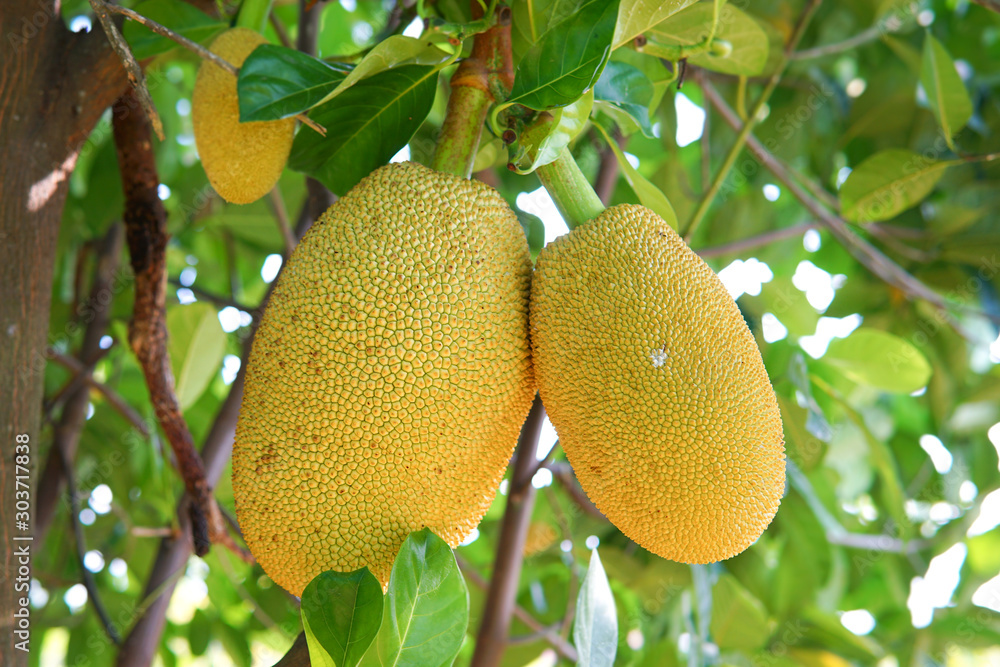 The jackfruit tree and their leaf in background The jackfruit tree and their leaf in background