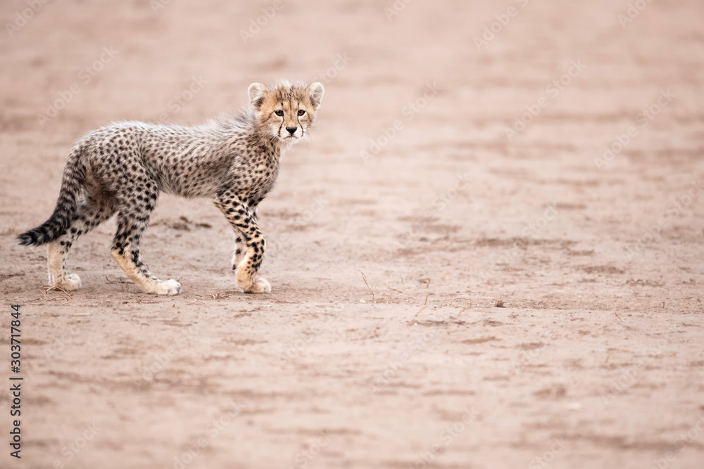 Obraz premium Cheetah Cub