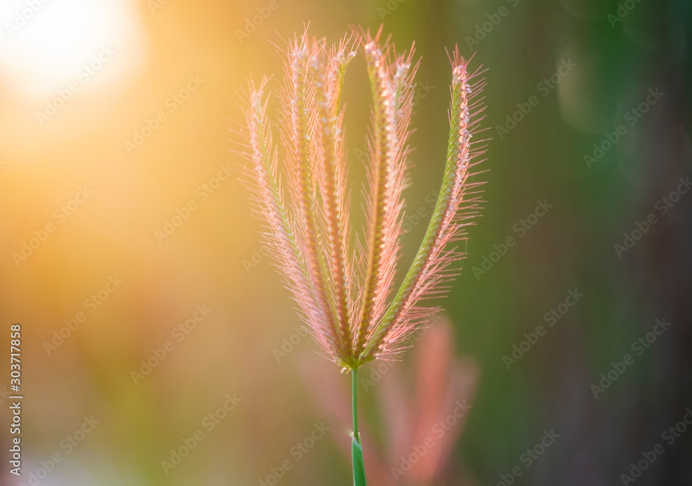 Close up of grass flowers green nature background Close up of grass flowers green nature background