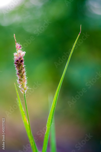 Close up of grass flowers green nature background