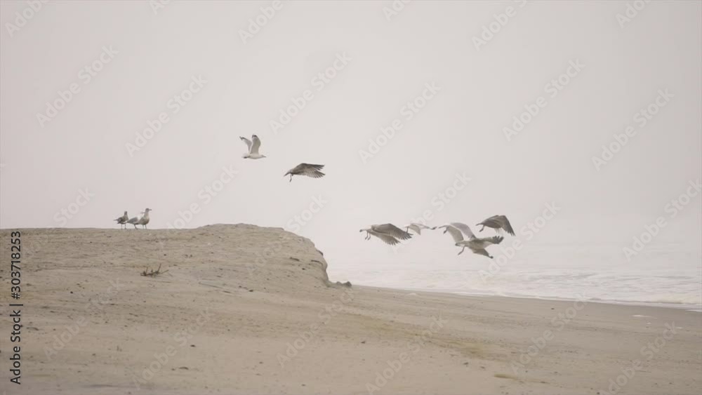 Seagulls sit on beach infront of waves on a very foggy day. Seagulls sit on beach infront of waves on a very foggy day.