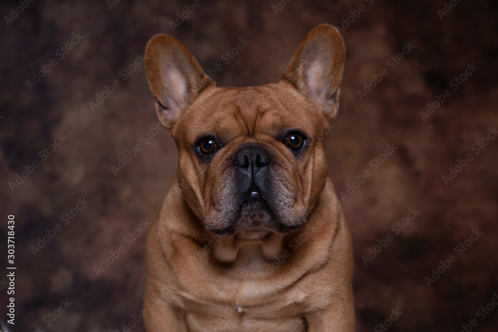 Red Fawn French Bulldog Portrait with brown backdrop