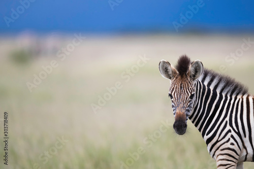 Stromy Zebra