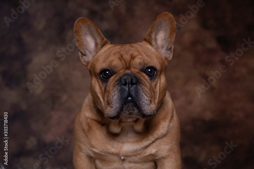 Red Fawn French Bulldog Portrait with brown backdrop © Dianne Ferrer