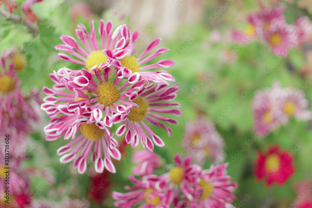 Obraz premium 珍しい花びらの菊