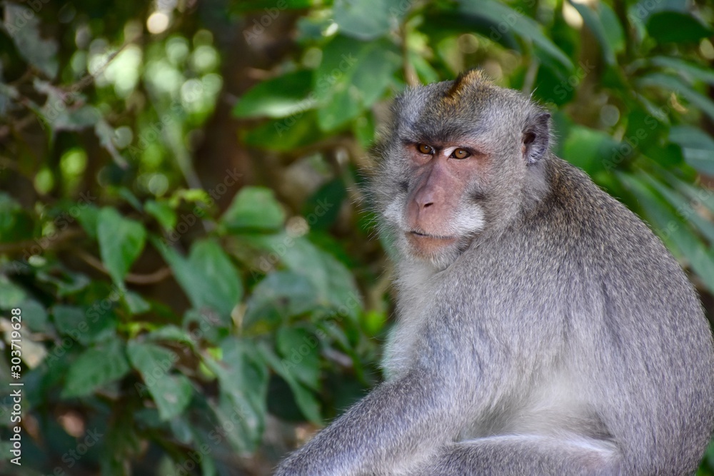 Monkey Business Monkey Business