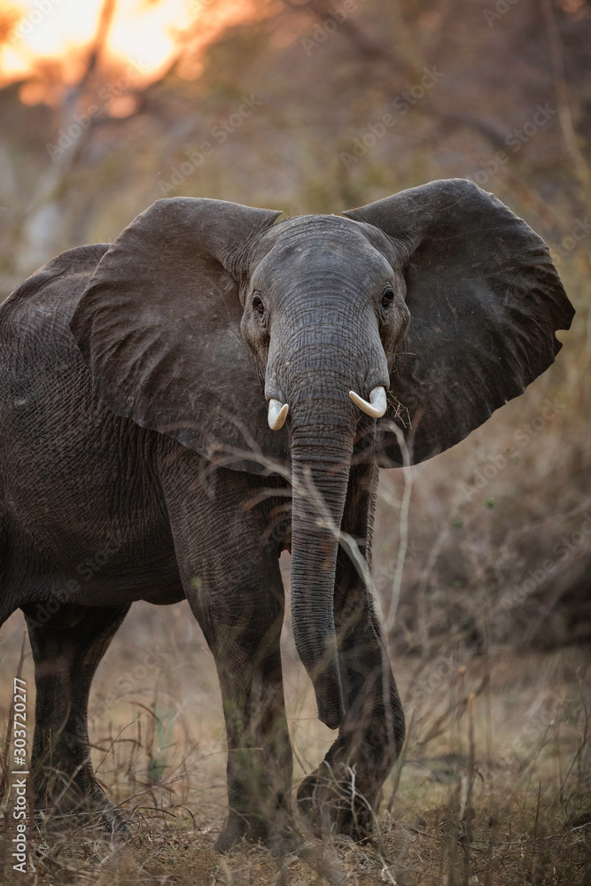 Elephant Elephant