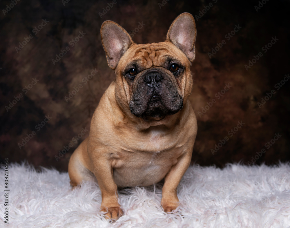 Teddy Bear Head French Bulldog with Brown Backdrop Teddy Bear Head French Bulldog with Brown Backdrop