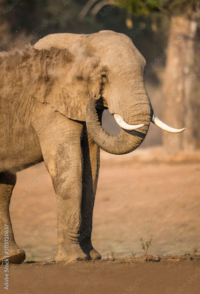 Naklejka premium Elephant dusting