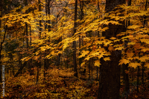 autumn in the forest