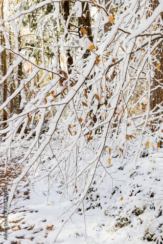 Wallpaper Mural Snow covered tree limbs in the forest Torontodigital.ca