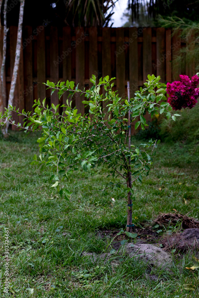 Barbados 'Acerola' Cherry Tree Barbados 'Acerola' Cherry Tree