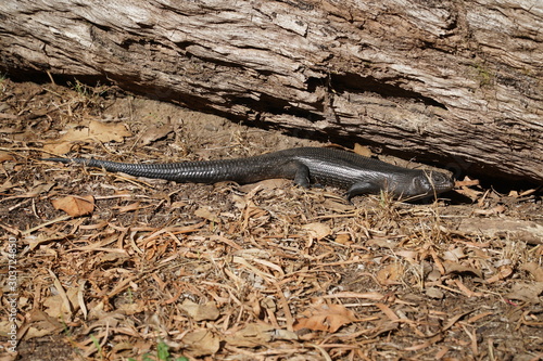black lizard in the australian outback