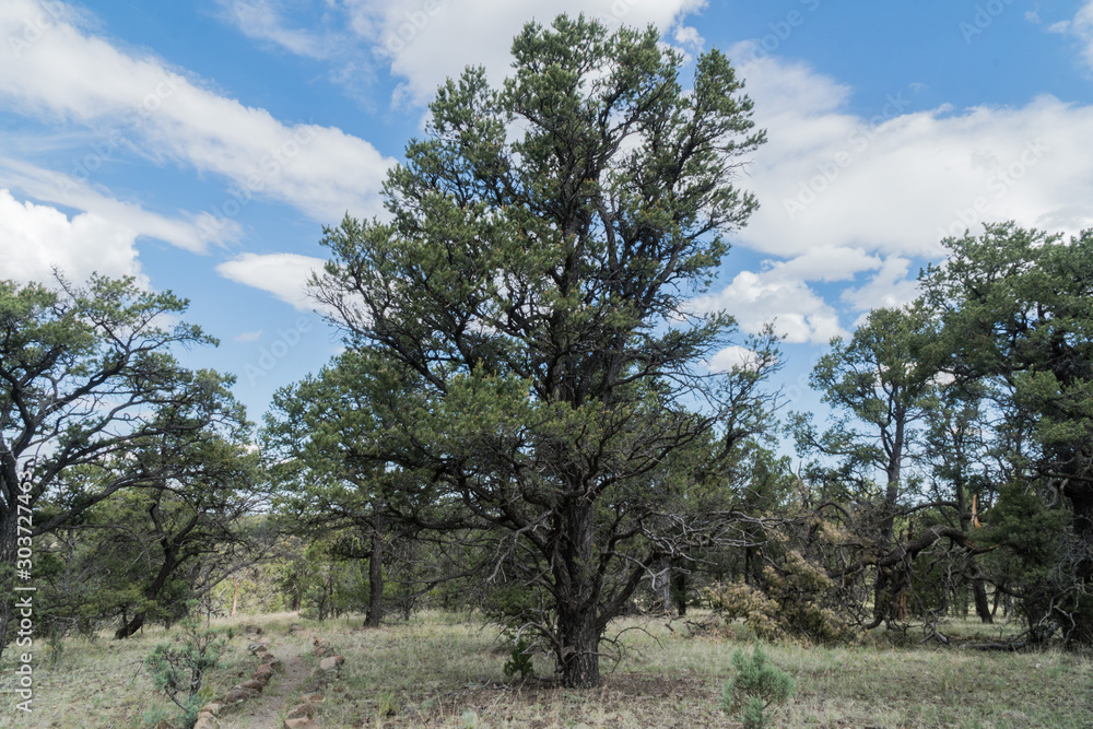 Pinon Campgrond evergreen tree Catron county, New Mexico.