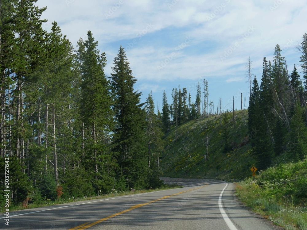 Scenic road with lush verdant trees at Yellowstone National Park on a beautiful day.