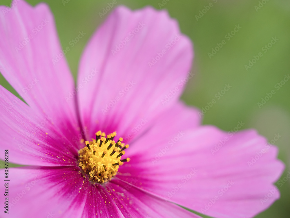 コスモスの花 コスモスの花