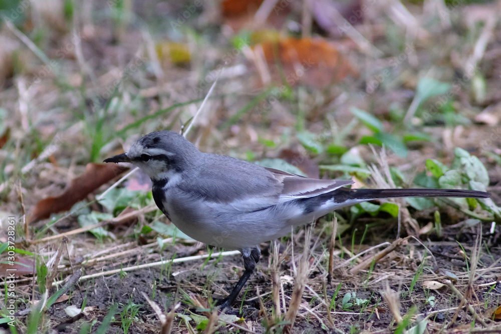 white wagtail in park white wagtail in park