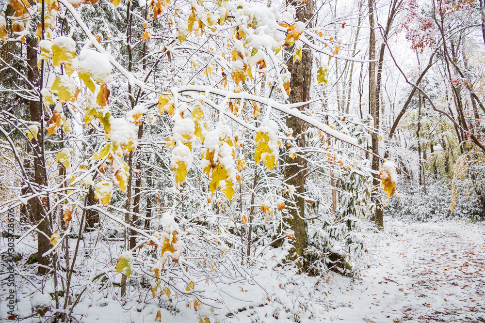 custom made wallpaper toronto digitalYellow leaves on snow covered tree limbs