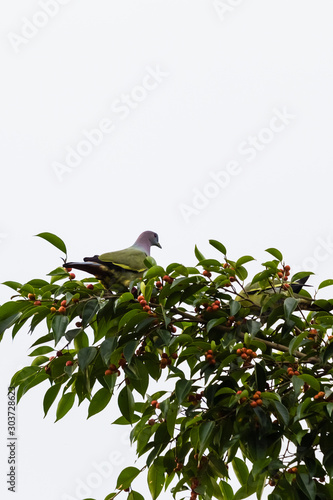 beautiful bird in nature