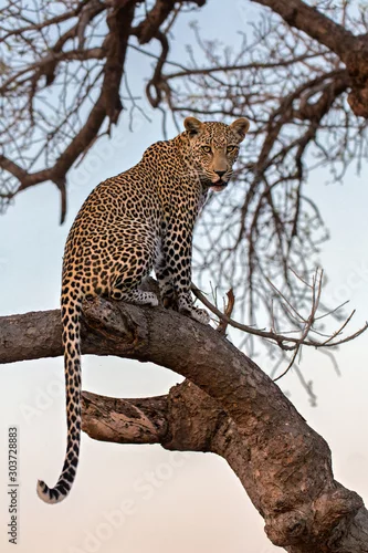 Fototapeta samoprzylepna leopard in a tree
