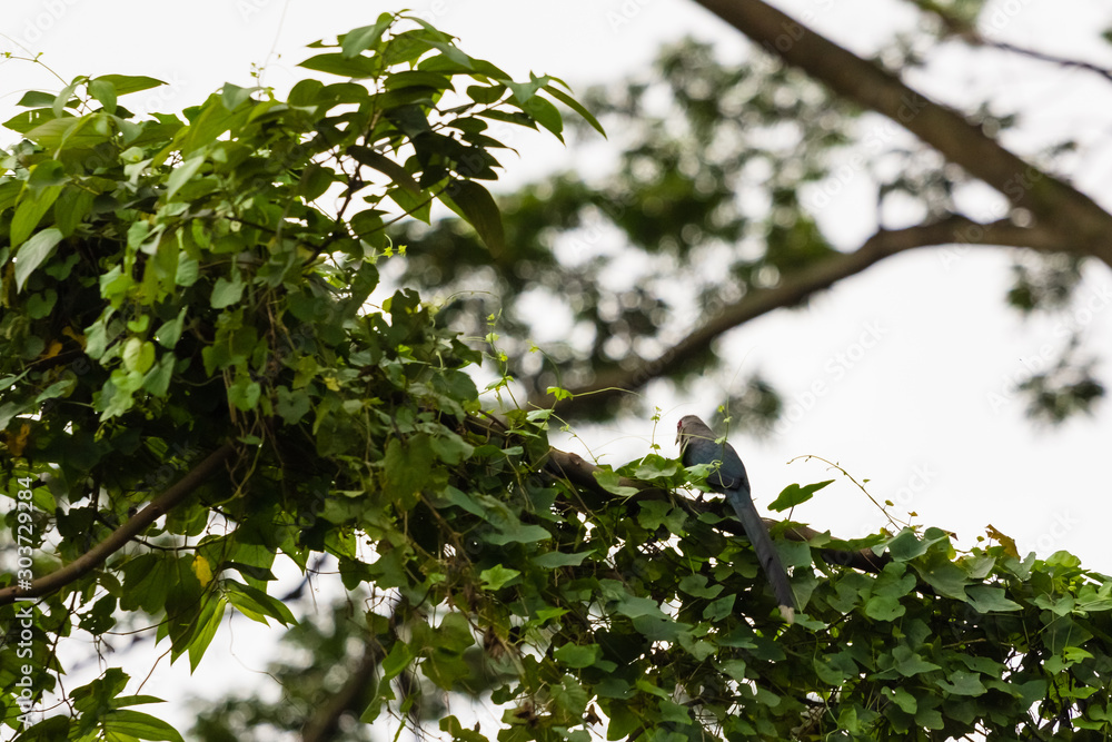 Fototapeta premium beautiful bird in nature